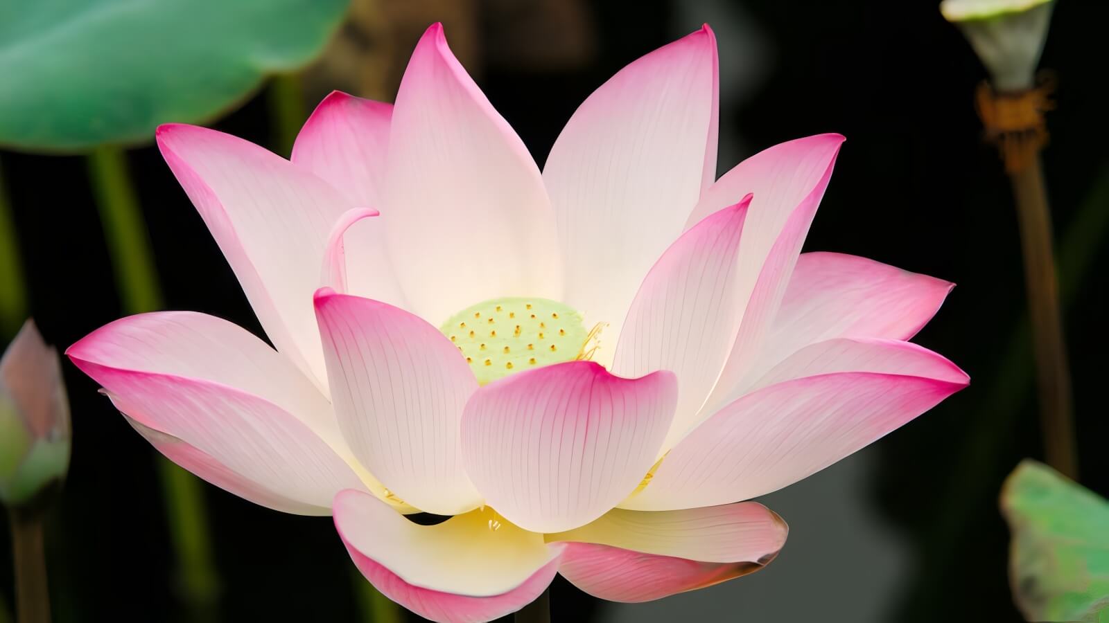 Bảo quản hoa sen trong bình nước sạch để giữ độ tươi lâu