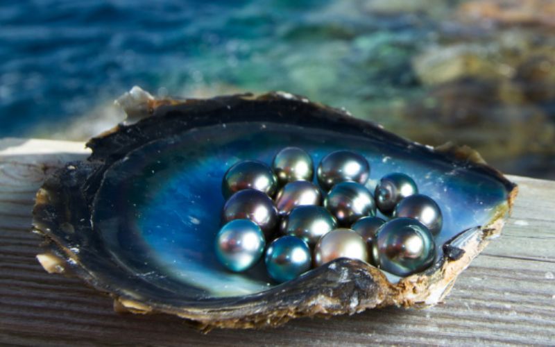 Ngọc trai nước mặn được tạo ra bởi các loài trai sống ở biển, đại dương