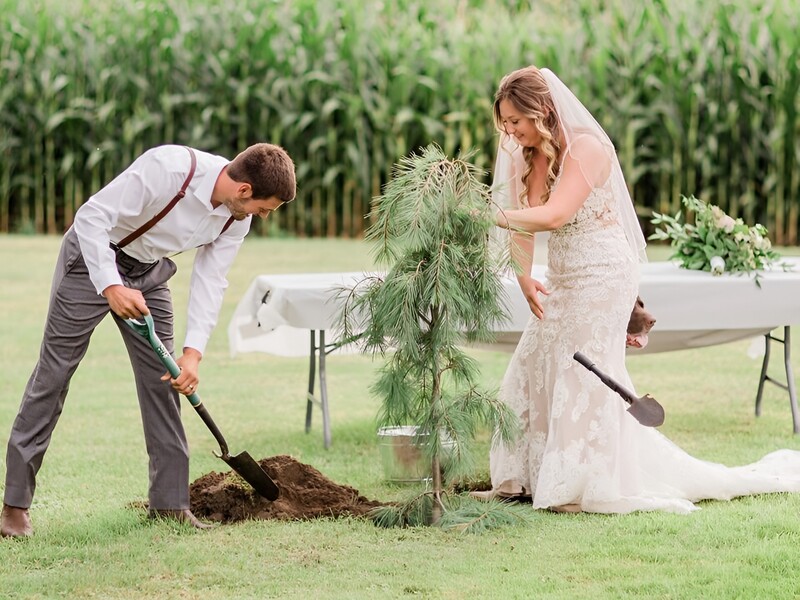 Phong tục trồng cây thông phổ biến ở Hà Lan và Thụy Sĩ