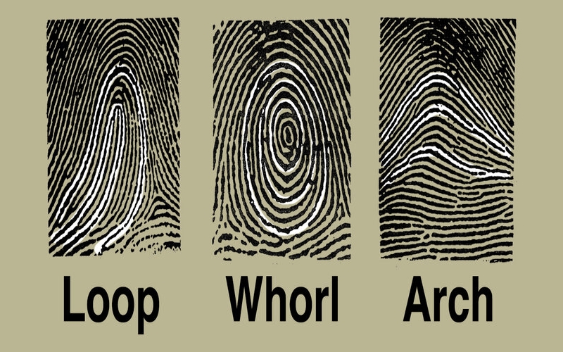 Whorl (hoa tay), Loop, Arch