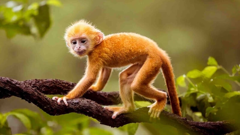 Nam sinh 2004 có tuổi mệnh là tuổi thân