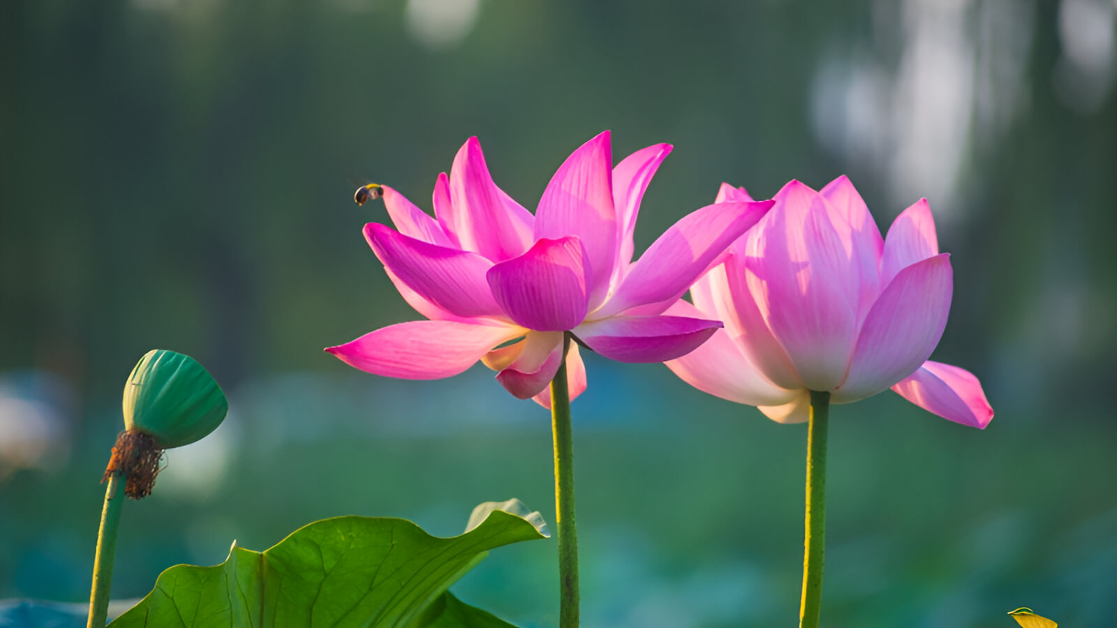 Vẻ đẹp thanh tao của hoa sen là điểm nhấn tinh tế cho ngày trọng đại.