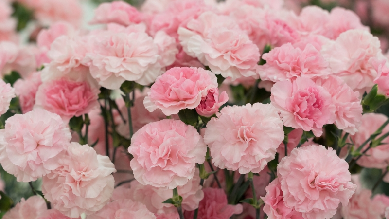 Hoa cẩm chướng là lựa chọn lý tưởng cho bó hoa cưới cầm tay nếu bạn muốn vừa sang trọng