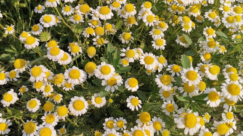 Cúc họa mi mang vẻ đẹp mong manh, tinh khôi và giản dị